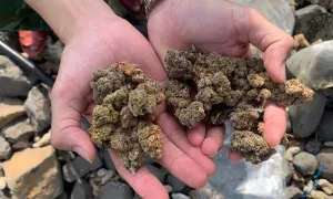Hàng chục gói cần sa dạt vào bờ biển Quảng Ngãi Hàng chục gói cần sa dạt vào bờ biển Quảng Ngãi